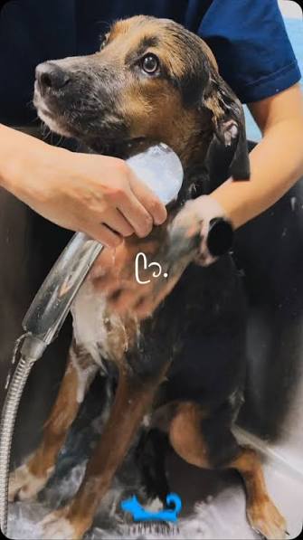 Llaos Pet Condesa